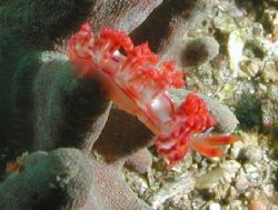 Nudibranch - Lembeh Strait by Dale Treadway 